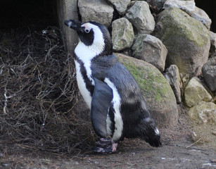 The African penguin (Spheniscus demersus)	