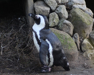 The African penguin (Spheniscus demersus)	