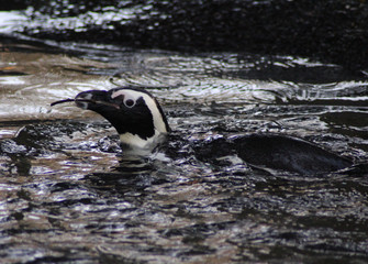 The African penguin (Spheniscus demersus)	