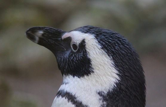 The African penguin (Spheniscus demersus)	