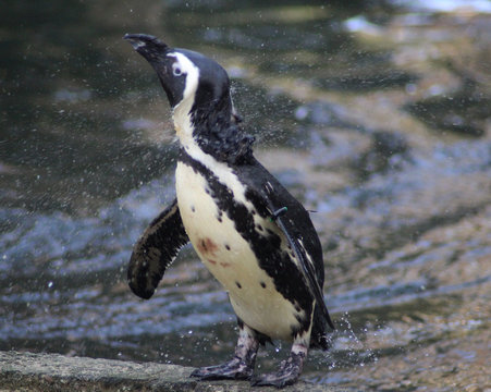 The African penguin (Spheniscus demersus)	