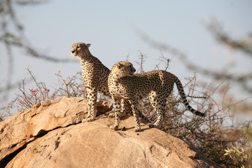 Cheetah Botswana Africa savannah wild animal mammal