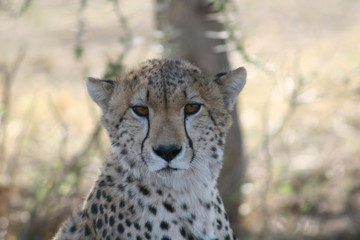Cheetah Botswana Africa savannah wild animal mammal