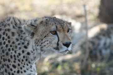 Cheetah Botswana Africa savannah wild animal mammal