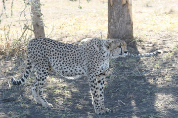 Cheetah Botswana Africa savannah wild animal mammal