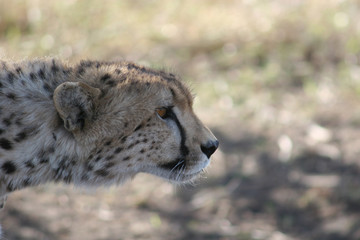 Cheetah Botswana Africa savannah wild animal mammal