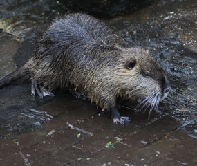 coypu (Myocastor coypus)	