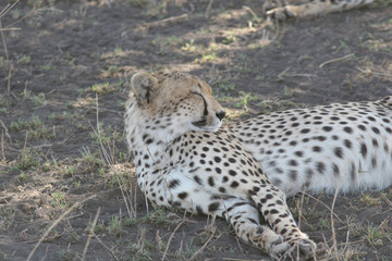 Cheetah Botswana Africa savannah wild animal mammal