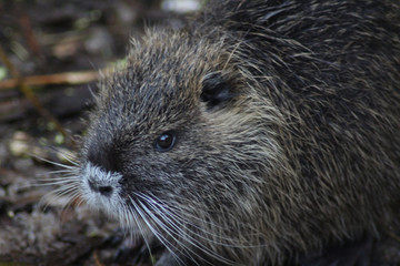coypu (Myocastor coypus)	