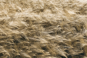 Ripe wheat field, natural background
