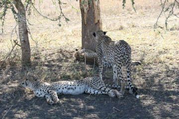 Cheetah Botswana Africa savannah wild animal mammal