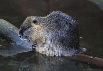 coypu (Myocastor coypus)	