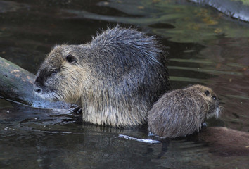 coypu (Myocastor coypus)	