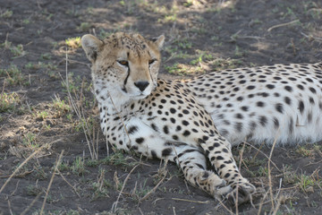 Cheetah Botswana Africa savannah wild animal mammal