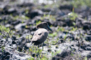 Hammerkop