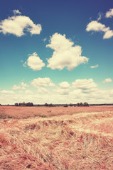 Fototapeta premium Vintage toned picture of a summer field.