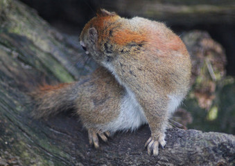 The American red squirrel (Tamiasciurus hudsonicus)