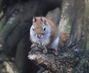 Naklejka na ściany i meble The American red squirrel (Tamiasciurus hudsonicus)