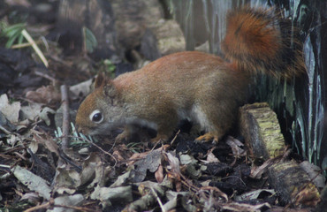The American red squirrel (Tamiasciurus hudsonicus)