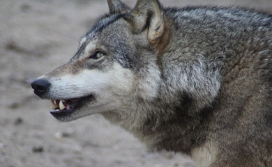 Obraz premium The Eurasian wolf (Canis lupus lupus)