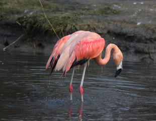 The Chilean flamingo (Phoenicopterus chilensis)