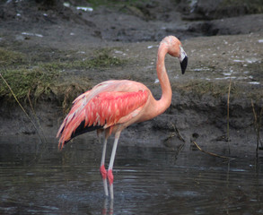 The Chilean flamingo (Phoenicopterus chilensis)