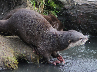 Asian Small clawed otter
