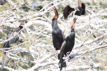 African darters