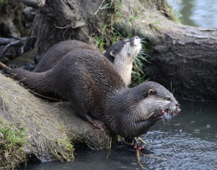 Asian Small clawed otter