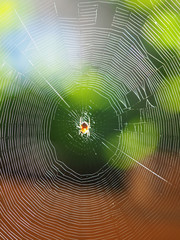 Spider on his net with soft background focus