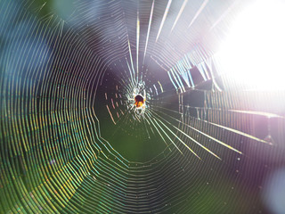 Spider on his net with soft background focus