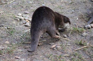 Asian Small clawed otter