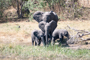 African elephants 