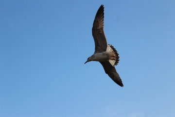 Vol d'oiseau
