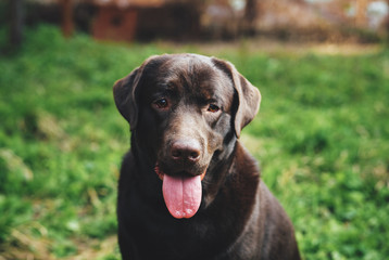 Dog, labrador in the backyard, pets, animals