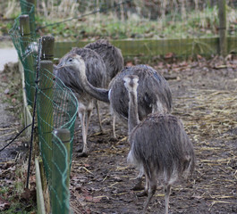 common ostrich (Struthio camelus)