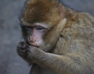 Obraz premium The Barbary macaque (Macaca sylvanus)
