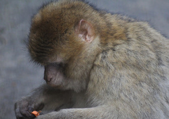 The Barbary macaque (Macaca sylvanus)