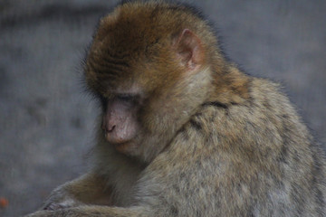 The Barbary macaque (Macaca sylvanus)