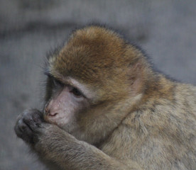 The Barbary macaque (Macaca sylvanus)