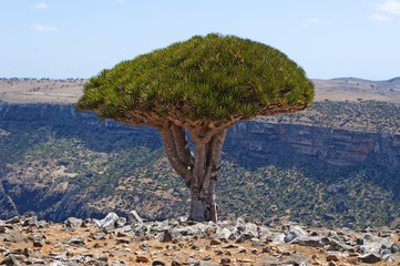 Yemen, 07/02/2013: la foresta degli alberi di drago nel canyon di Shibham, area protetta...