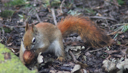 The American red squirrel (Tamiasciurus hudsonicus)
