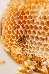 Close up view of the working bee on the honeycomb with sweet honey. Sweet honey in the white plate...