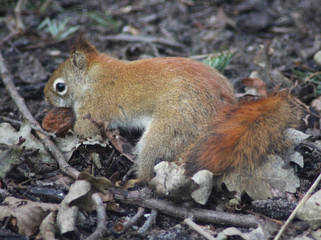 The American red squirrel (Tamiasciurus hudsonicus)