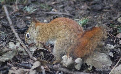 The American red squirrel (Tamiasciurus hudsonicus)