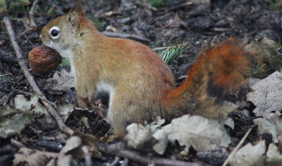The American red squirrel (Tamiasciurus hudsonicus)