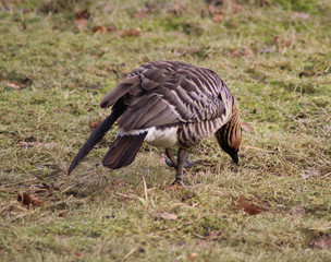 The Hawaiian duck (Anas wyvilliana)