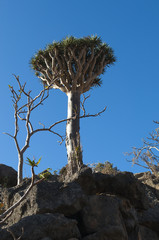 Yemen, 07/02/2013: la foresta degli alberi di drago a Dirhur, area protetta sule montagne Dixam Plateau nell'isola di Socotra, patrimonio mondiale dell'Unesco dal 2008