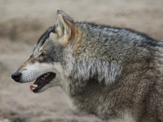 The Eurasian wolf (Canis lupus lupus)