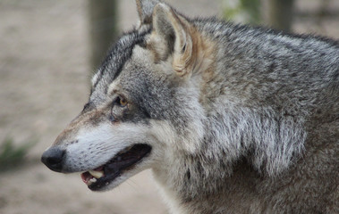 The Eurasian wolf (Canis lupus lupus)